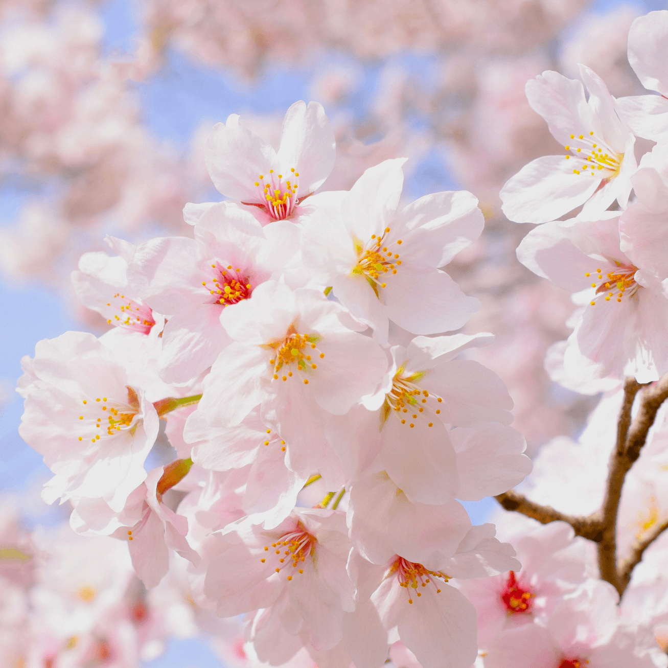 ライバーラビットなら家事・育児と両立しながらライブチャットで稼げる